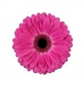 ΖΕΡΜΠΕΡΑ ΦΟΥΞ GERBERA RICH