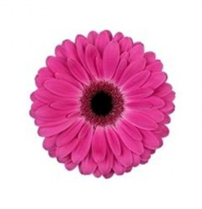 ΖΕΡΜΠΕΡΑ ΦΟΥΞ GERBERA RICH