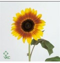 ΗΛΙΑΝΘΟΣ     -HELIANTHUS  SUNRICH ORANJE