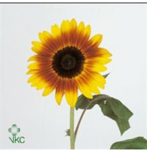 ΗΛΙΑΝΘΟΣ     -HELIANTHUS  SUNRICH ORANJE