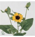 ΗΛΙΑΝΘΟΣ  ΜΙΚΡΟ-ΑΝΘΟΣ  HELIANTHUS  SONIA