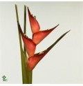 ΕΛΙΚΟΝΙΑ    -HELICONIA  CARIBAEA