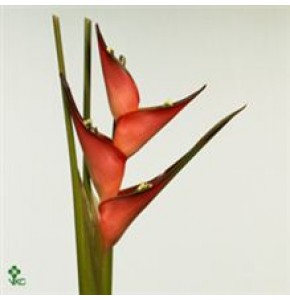ΕΛΙΚΟΝΙΑ    -HELICONIA  CARIBAEA
