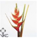 ΕΛΙΚΟΝΙΑ    -HELICONIA  TROPICAL