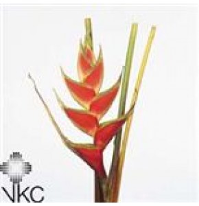 ΕΛΙΚΟΝΙΑ    -HELICONIA  TROPICAL