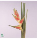 ΕΛΙΚΟΝΙΑ   -HELICONIA  WAGNERIAN