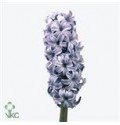ΖΟΥΜΠΟΥΛΙΑ  ΜΠΛΕ  -HYAC.  DELFT BLUE