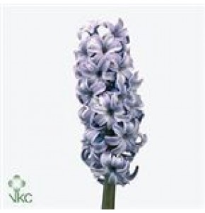 ΖΟΥΜΠΟΥΛΙΑ  ΜΠΛΕ  -HYAC.  DELFT BLUE