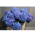 ΟΡΤΑΝΣΙΑ  ΣΚΟΥΡΟ  ΜΠΛΕ  HYDRANGEA  PIMPERNEL