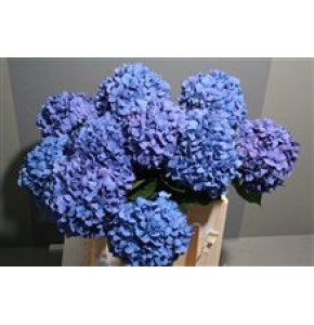 ΟΡΤΑΝΣΙΑ  ΣΚΟΥΡΟ  ΜΠΛΕ  HYDRANGEA  PIMPERNEL