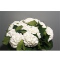 ΟΡΤΑΝΣΙΑ  ΛΕΥΚΗ   -HYDRANGEA  SCHNEEBALL