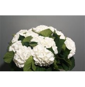 ΟΡΤΑΝΣΙΑ  ΛΕΥΚΗ   -HYDRANGEA  SCHNEEBALL