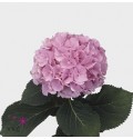 ΟΡΤΑΝΣΙΑ  ΡΟΖ   -HYDRANGEA  VERENA-PINK