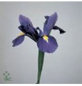 ΙΡΙΣ   ΜΠΛΕ  -IRIS  BLUE MAGIC