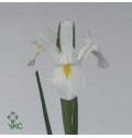 ΙΡΙΣ  ΛΕΥΚΗ   -IRIS  WHITE MAGIC