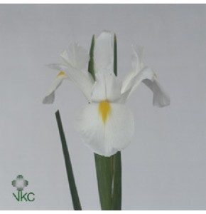 ΙΡΙΣ  ΛΕΥΚΗ   -IRIS  WHITE MAGIC