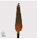 ΚΝΙΦΟΒΙΑ   -KNIPHOFIA  ALKAZAR