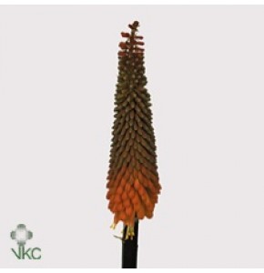 ΚΝΙΦΟΒΙΑ   -KNIPHOFIA  ALKAZAR