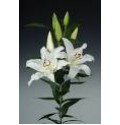 ΛΙΛΙΟΥΜ ΟΡΙΕΝΤΑΛ ΛΕΥΚΟ  5/7 LILIUM OR. SIGNUM EXTRA