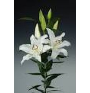 ΛΙΛΙΟΥΜ ΟΡΙΕΝΤΑΛ ΛΕΥΚΟ  5/7 LILIUM OR. SIGNUM EXTRA