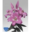 ΛΙΛΙΟΥΜ ΟΡ. ΡΟΖ   LILIUM OR TABLEDANCE