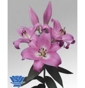 ΛΙΛΙΟΥΜ ΟΡ. ΡΟΖ   LILIUM OR TABLEDANCE