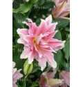 ΛΙΛΙΟΥΜ ΟΡ. ΡΟΖ  ΔΙΠΛΟ  LILIUM OR DU  NATALIA
