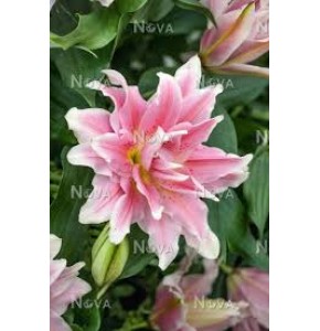 ΛΙΛΙΟΥΜ ΟΡ. ΡΟΖ  ΔΙΠΛΟ  LILIUM OR DU  NATALIA