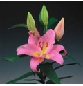 ΛΙΛΙΟΥΜ ΟΡ. ΡΟΖ 4/6  LILIUM OR FENICE