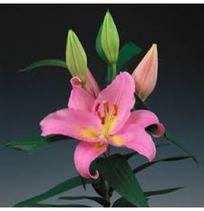 ΛΙΛΙΟΥΜ ΟΡ. ΡΟΖ 4/6  LILIUM OR FENICE