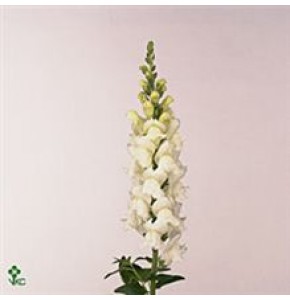 ΣΚΥΛΑΚΙΑ ΛΕΥΚΑ LEEUWEBEK WHITE