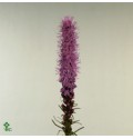 ΛΙΑΤΡΙΣ        -LIATRIS  SPICATA