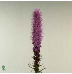 ΛΙΑΤΡΙΣ        -LIATRIS  SPICATA