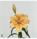 ΛΙΛΙΟΥΜ ΑΣΙΑΤΙΚΟ ΣΟΜΟΝ  LILIUM SALMON CLASSIC