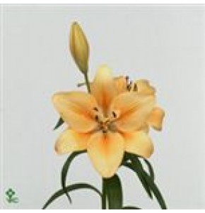 ΛΙΛΙΟΥΜ ΑΣΙΑΤΙΚΟ ΣΟΜΟΝ  LILIUM SALMON CLASSIC