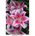ΛΙΛΙΟΥΜ ΟΡΙΕΝΤΑΛ ΡΟΖ  LILIUM  OR  CALVADOS