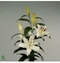 ΛΙΛΙΟΥΜ ΟΡ. ΛΕΥΚΟ 5/7  LILIUM  OR  HELVETIA