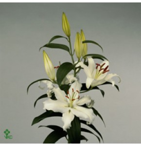 ΛΙΛΙΟΥΜ ΟΡ. ΛΕΥΚΟ 5/7  LILIUM  OR  HELVETIA