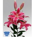 ΛΙΛΙΟΥΜ ΟΡΙΕΝΤΑΛ ΡΟΖ  LILIUM  OR  MARLON