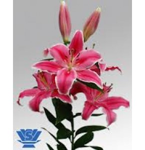 ΛΙΛΙΟΥΜ ΟΡΙΕΝΤΑΛ ΡΟΖ  LILIUM  OR  MARLON