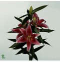ΛΙΛΙΟΥΜ ΟΡ. ΚΟΚΚΙΝΟ  LILIUM OR. MERO STAR 4/6