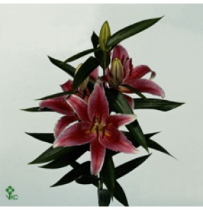 ΛΙΛΙΟΥΜ ΟΡ. ΚΟΚΚΙΝΟ  LILIUM OR. MERO STAR 4/6