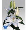 ΛΙΛΙΟΥΜ  ΟΡ. ΛΕΥΚΟ 5/7  LILIUM  OR  MOSCOW
