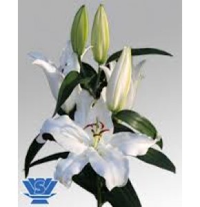 ΛΙΛΙΟΥΜ  ΟΡ. ΛΕΥΚΟ 5/7  LILIUM  OR  MOSCOW