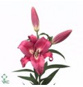 ΛΙΛΙΟΥΜ ΟΡΙΕΝΤΑΛ ΡΟΖ  LILIUM  OR  ROBINA