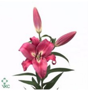 ΛΙΛΙΟΥΜ ΟΡΙΕΝΤΑΛ ΡΟΖ  LILIUM  OR  ROBINA