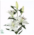 ΛΙΛΙΟΥΜ ΟΡ. ΛΕΥΚΟ  4/6  LILIUM  OR  SANTANDER