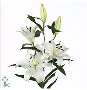ΛΙΛΙΟΥΜ ΟΡ. ΛΕΥΚΟ  4/6  LILIUM  OR  SANTANDER