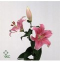 ΛΙΛΙΟΥΜ ΟΡΙΕΝΤΑΛ ΡΟΖ  LILIUM  OR  SORBONNE