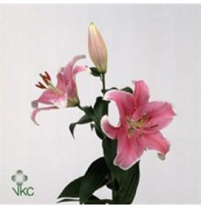 ΛΙΛΙΟΥΜ ΟΡΙΕΝΤΑΛ ΡΟΖ  LILIUM  OR  SORBONNE